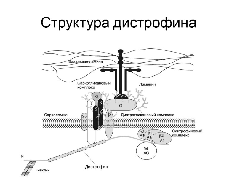 Структура дистрофина
